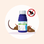 Klerat waxblocks bulk deal buy 36 get 4 free - Sipar